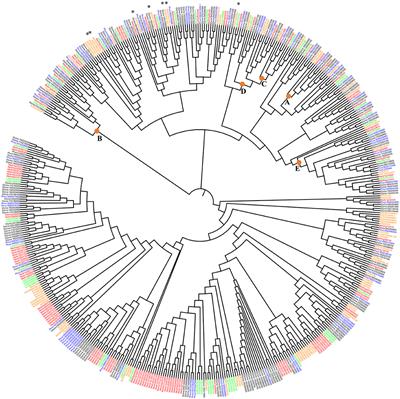 Control of the Rhizobia Nitrogen-Fixing Symbiosis by Common Bean MADS-Domain/AGL Transcription Factors